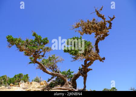 Arganbaum in agadir marokko Stockfoto