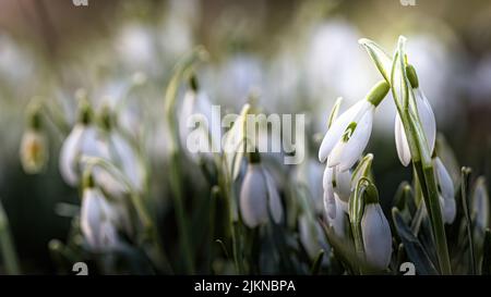 Eine selektive Fokusaufnahme von Schneeglöckchen Blumen auf einer Wiese im Frühjahr Stockfoto