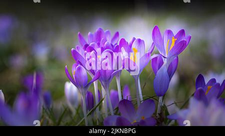Eine selektive Fokusaufnahme von violetten Krokussblüten auf einer Wiese im Frühjahr mit verschwommenem Hintergrund Stockfoto