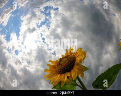 Eine Sonnenblume gegen den bewölkten Himmel Stockfoto