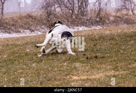 Eine schöne Aufnahme des englischen Zeigerhundes, der an einem verschneiten Tag in einem Wald läuft. Stockfoto