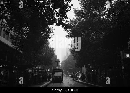 Eine Graustufe einer Straßenbahn und große Bäume in einer Straße Stockfoto