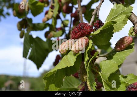 Reife und grüne Maulbeerfrüchte auf einem Baumzweig im Garten. Der Anbau von Maulbeeren im Dorf . Stockfoto