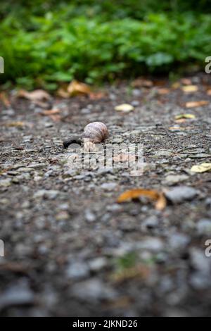Eine Selektion einer Schnecke auf einem Boden in der Nähe von grünen Büschen Stockfoto