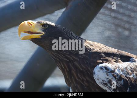 Ein Nahaufnahme-Porträt eines Adlers Stockfoto