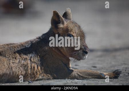 Ein Nahaufnahme-Porträt der patagonischen mara (Dolichotis patagonum), auch bekannt als die patagonische Kavie Stockfoto