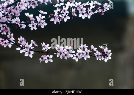 Ein flacher Fokus von Kirschblütenzweigen Stockfoto