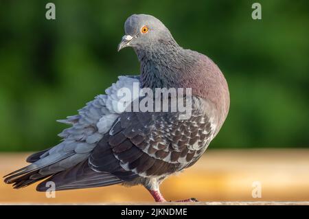 Eine selektive Fokusaufnahme eines Taubenvogels, der auf einem Felsen in der Nähe des Parks thront Stockfoto