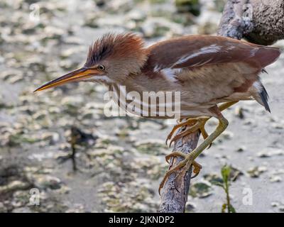 Eine selektive Fokusaufnahme einer kleinen Rohrdommel, die auf einem Ast steht, der Beute verfolgt Stockfoto