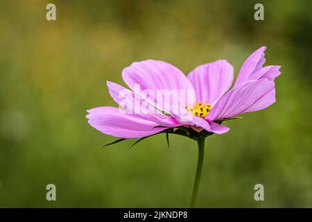 Eine selektive Fokusaufnahme einer rosa Kosmosblüte Stockfoto