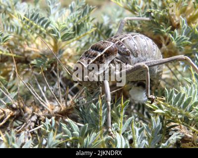 Grillo de matorral de Sierra Nevada (Pycnogaster inermis) legt Eier in der Sierra Nevada, Provinz Granada, Andalusien, spanien - mibu Stockfoto