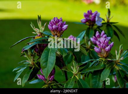 Eine selektive Fokusaufnahme von lila Rhododendronblüten, die an einem sonnigen Tag mit verschwommenem Hintergrund im Garten blühen Stockfoto