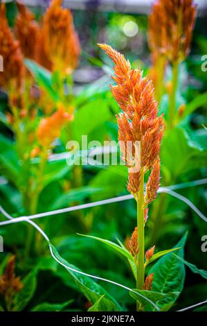 Eine selektive Fokusaufnahme eines orangefarbenen Celosia argentea, silberner Hahnenkamm im Garten an einem sonnigen Tag mit verschwommenem Hintergrund Stockfoto