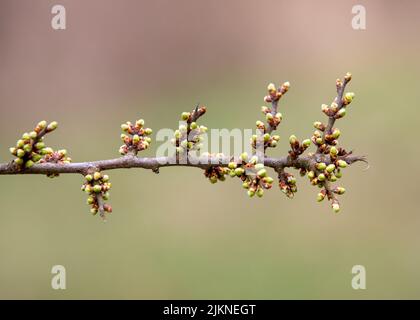 Eine Nahaufnahme mit vielen Knospen von Prunus spinosa auf einem Zweig Stockfoto