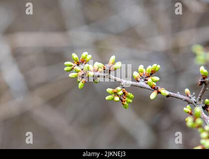 Eine Nahaufnahme mit vielen Knospen von Prunus spinosa auf einem Zweig Stockfoto