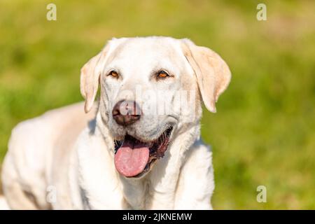 Labrador liegt auf Holz mit grünem Gras Hintergrund Stockfoto