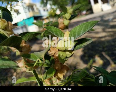 Ashwagandha Heilpflanze verwendet in ayurvedischen Medikamenten diese Pflanze auch als Withania somnifera oder Winterkirsche oder indische Ginseng Pflanze U bekannt Stockfoto