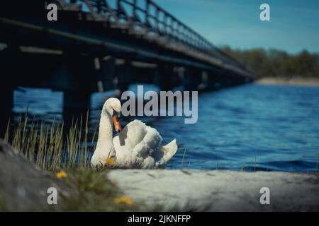 Ein wunderschöner stummer Schwan an der Küste unter einem Pier an einem sonnigen Tag Stockfoto