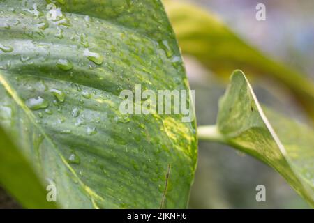 Eine Nahaufnahme von grünen Blättern, die mit Wassertropfen bedeckt sind Stockfoto