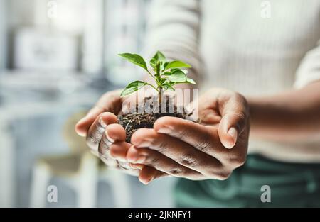 Etwas kleines kann mit ein wenig Pflege zu etwas großem heranwachsen. Eine unkenntliche Frau, die eine Pflanze hält, die aus dem Boden wächst. Stockfoto