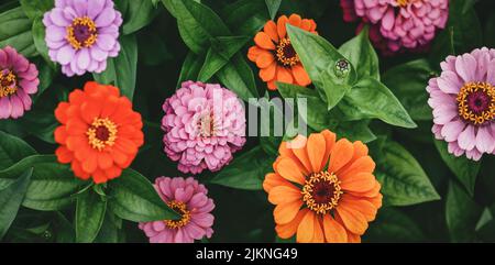 Zinnia rosa und orange Blumen, Garten Blumen launischen Hintergrund, Zinnia elegans Overhead-Ansicht Stockfoto