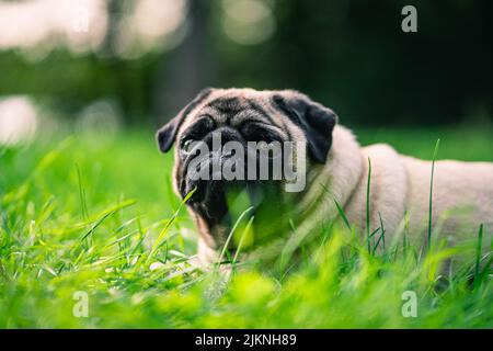 Eine Nahaufnahme eines niedlichen Pug-Hundes, der auf dem grünen Rasen liegt. Stockfoto
