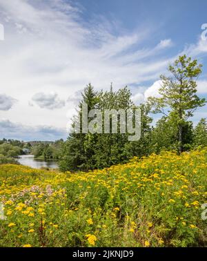 Wunderschöne Aussicht auf die Blumenlandschaft und den Fluss in Huntsville, Ontario, im Sommer Stockfoto