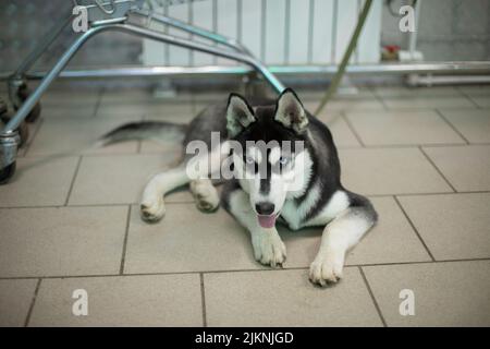 Hund im Laden. Haustier wartet auf den Besitzer. Hund der Husky Rasse. Tier liegt auf dem Boden. Stockfoto