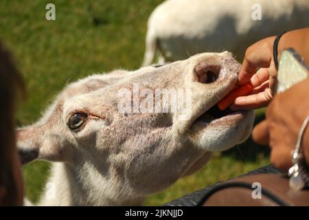 Blick auf eine Ziege (Capra hircus) in einem Zoo oder Safaripark, die Karotten aus der Hand eines Menschen frisst Stockfoto