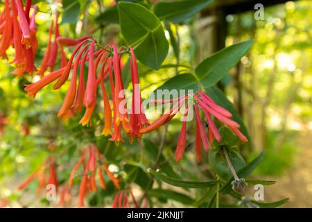 Eine Nahaufnahme eines braunen Honigblättrigen (Lonicera) Busches mit leuchtend roten Blüten und grünen Blättern im Frühling oder Sommer Stockfoto