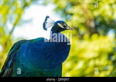 Eine Nahaufnahme eines indischen Pfauenhuhns (Pavo cristatus), der stolz auf dem verschwommenen Hintergrund von Bäumen steht Stockfoto