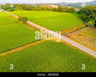 Luftaufnahme von Feldwegen und Kanälen durch Reisfelder am Sommertag Stockfoto