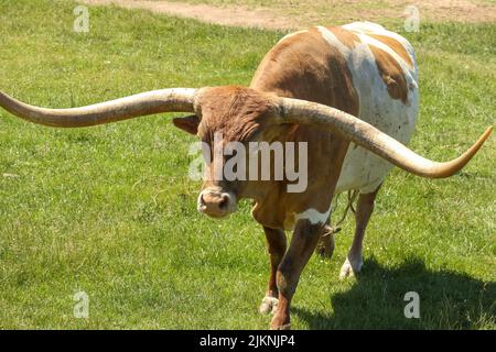 Nahaufnahme eines Texas Longhorns, das an einem warmen Tag im Gras in einem Zoo oder Safaripark steht Stockfoto