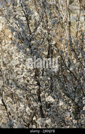 Eine Nahaufnahme von weißen Blüten auf dem Schlehdornbaum Stockfoto
