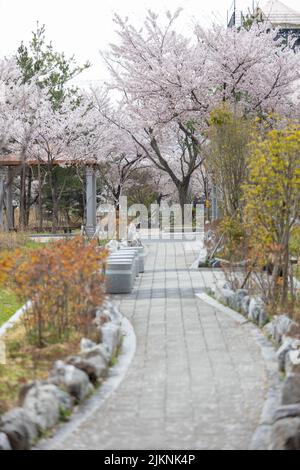 Eine Gasse, umgeben von blühenden Kirschbäumen im Park Stockfoto