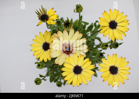 Eine Pflanze der Sonnenblumenfamilie in Afrika und AustralienDemoru wird auch African Daisy oder Dimorphotheca genannt Stockfoto