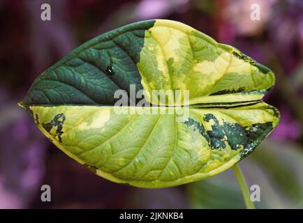 Atemberaubende gelbe und grüne marmorierte Blatt der Alocasia Dragon Skala bunte Pflanze Stockfoto