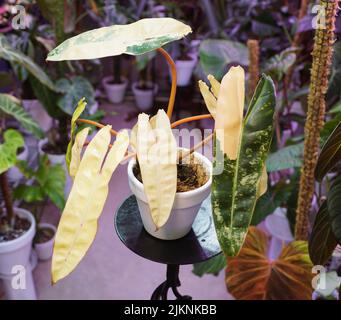 Atemberaubende cremefarbene und grüne Blätter von Philodendron Billietiae in verschiedenen Farben Stockfoto