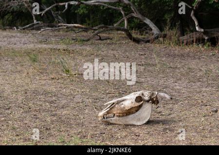 Der alte Pferdeschädel liegt auf dem Boden im Letea-Wald, Rumänien, dem ältesten natürlichen Reservat, in dem Tausende von Wildpferden leben. Stockfoto