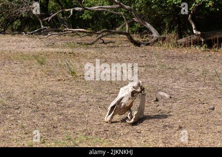 Der alte Pferdeschädel liegt auf dem Boden im Letea-Wald, Rumänien, dem ältesten natürlichen Reservat, in dem Tausende von Wildpferden leben. Stockfoto