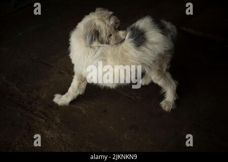 Hund beißt Flöhe. PET kratzt sich selbst. Hund mit weißen Haaren. Flöhe im Hund. Stockfoto