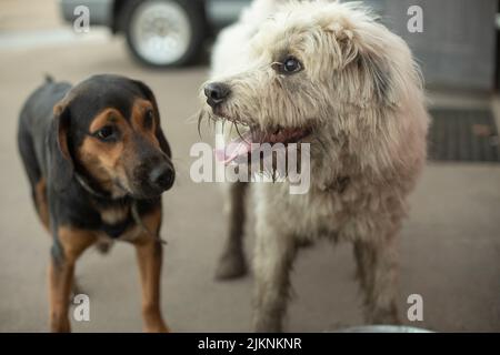 Zwei Hunde spielen draußen. Hunde kämpfen. Lustige Haustiere. Tierspiele. Stockfoto