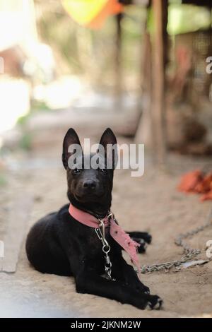 Eine vertikale Aufnahme des schwarzen kleinen Thai ridgeback, der auf dem Boden liegt und die Kamera anschaut Stockfoto