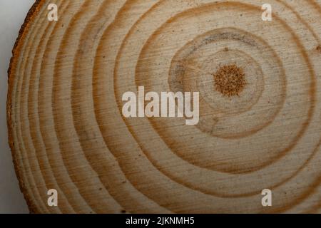 Holzscheibe mit Ringen, die sein Alter zeigen Stockfoto