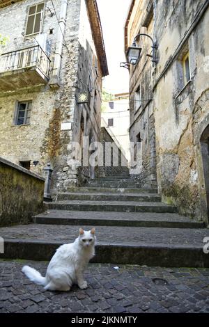 Eine weiße Katze, die auf steinigem Boden in einer engen Straße von Vallecorsa sitzt Stockfoto