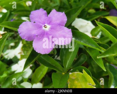 Eine Nahaufnahme einer Brunfelsia latifolia in einem Garten während des Tages Stockfoto