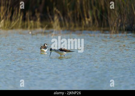 Ein Schwarzflügeliger Stelzen, der auf einem verschwommenen Hintergrund im Wasser läuft Stockfoto