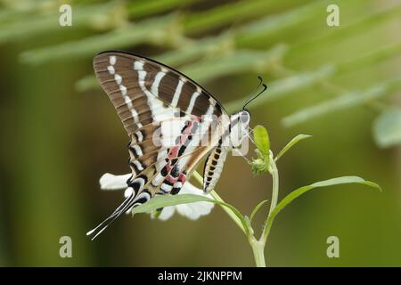 Ein graphium nomius oder ein Schwertschwanz auf einer Pflanze Stockfoto