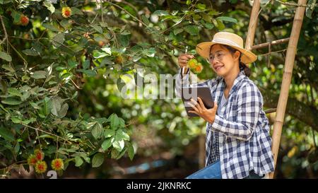 Asia Frau Farmer Rambutan Fruit Farmer Qualitätsprüfung von Produkt Rambutan mit Tablet oder Smartphone, Farmerin hält Rambutan aus Bio Stockfoto