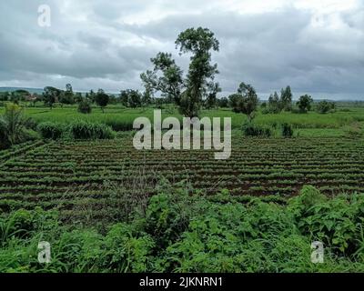 Stock Foto von schönen kultivierten landwirtschaftlichen Filed umgeben von grünen Bäumen, dunkle Wolken auf dem Hintergrund. Bild aufgenommen in Kolhapur, Maharashtra Stockfoto